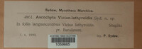 Ascochyta viciae-lathyroidis image